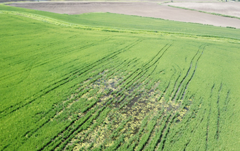  Inspecciones Agrícolas